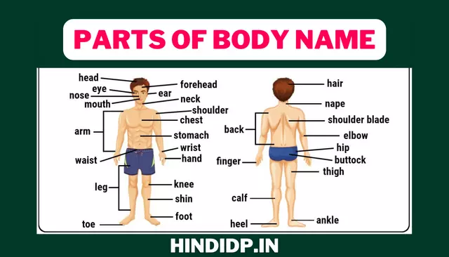 Parts of Body Name in Hindi & English – शरीर के अंगों के नाम हिंदी व अंग्रेजी में